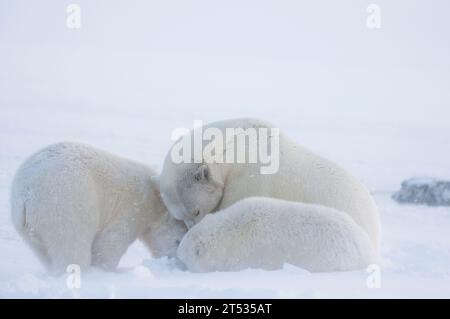 Eisbären Ursus maritimus säen mit einem Paar Frühlingsjungen, ruhen auf neu gebildetem Packeis entlang der Küste, während der Wind weht und schneit ANWR Kaktovik Ak Stockfoto