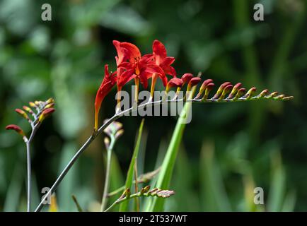 Ein Crocosmia-Blütenstamm mit offenen Blüten und Knospen in einem schönen Rot. Stockfoto