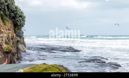 Muriwai Beach mit großen Meereswellen bei schlechtem Wetter: Einer der besten Wanderwege im Muriwai Regional Park, Westküste der Auckland Region auf der nördlichen Islan Stockfoto