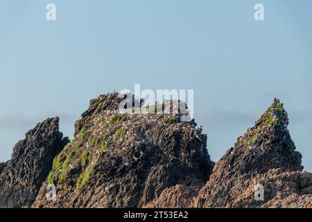 Woolleys Bay, wo Strand, Sonnenuntergang, Möwenkolonie und Küstenlandschaft in einer ruhigen Umgebung zusammenkommen, die Neuseelands Nordinsel definiert Stockfoto