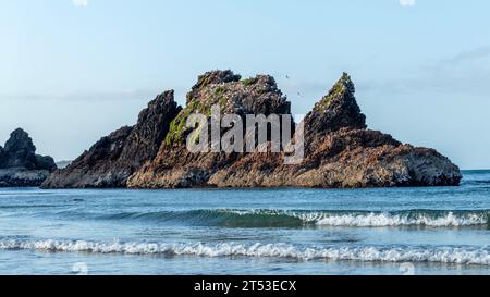 Woolleys Bay, wo Strand, Sonnenuntergang, Möwenkolonie und Küstenlandschaft in einer ruhigen Umgebung zusammenkommen, die Neuseelands Nordinsel definiert Stockfoto