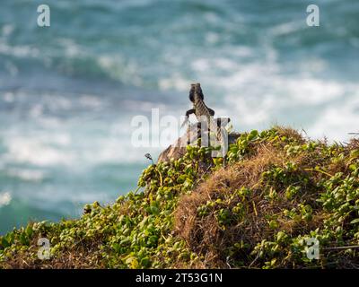 Wasserdrache, australische Echse, auf einem Felsen auf der Landzunge mit Blick auf das Meer Stockfoto