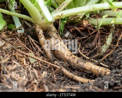 Die Daikon Radieschen im Gemüsegarten ausgraben, ernten, Australien Stockfoto