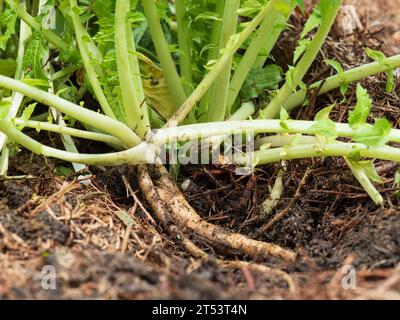 Die Daikon Radieschen im Gemüsegarten ausgraben, ernten, Australien Stockfoto