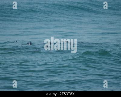 Eine Gruppe großer Delfine, die an der Landzunge in Australien vorbeischwimmen Stockfoto