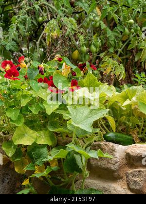 Eine Masse grüner Tomaten, die auf den Pflanzen mit rot blühenden Nasturtien und grüner Gurke mit gelben Blüten in einem Küchengarten Reifen Stockfoto