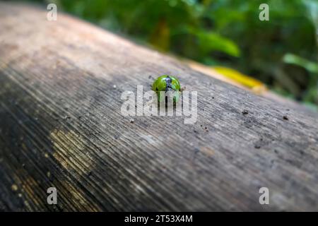 Grün glänzender Käfer auf Holzschiene, Itatiaia, Rio de Janeiro, Brasilien Stockfoto