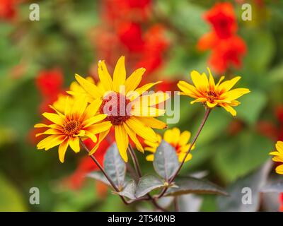 Heliopsis helianthoides Blume gefälschte Sonnenblume. Heliopsis helianthoides Blüten sind gelb und besser bekannt als falsche Sonnenblumen oder frühe Sonnenblumen Stockfoto