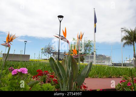 Paradiesvogel Blume in der Nähe des Hafens, Funchal, Madeira, Portugal Stockfoto