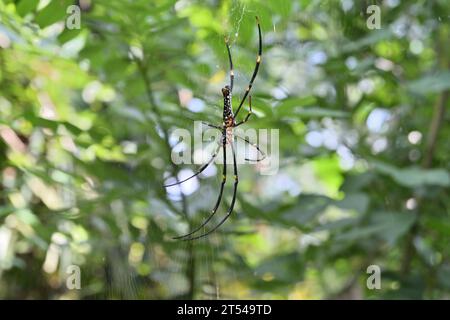 Ventrale Seitenansicht einer riesigen goldenen Orgelweberspinne (Nephila Pilipes), die auf dem Spinnennetz sitzt und auf eine Beute wartet Stockfoto