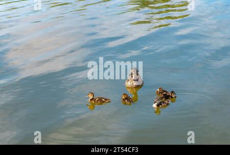 Mutter Ente mit ihren schönen flauschigen Enten schwimmt auf dem See. Tiere in freier Wildbahn Stockfoto