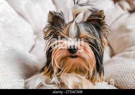 Yorkshire Terrierhund liegt auf dem Sofa mit den Pfoten nach vorne, Nahaufnahme auf hellem Hintergrund Stockfoto