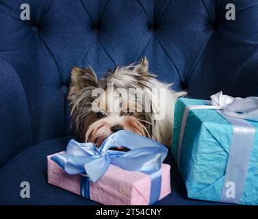Yorkshire Terrierhund liegt auf dem Sofa, versteckt sich hinter Geschenkkartons, Nahaufnahme auf dunklem Hintergrund Stockfoto