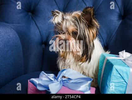 Kleiner Yorkshire Terrier Hund auf blauem Hintergrund mit Geschenkboxen aus der Nähe. Stockfoto