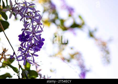 Violetter Kranz oder Sandpapier Weinstock oder violetter Kranz oder Königskranz. Nahaufnahme der Petrea Volubilis-Blüten, bekannt als der Purple Wreath. Stockfoto