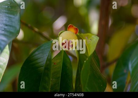 Eine junge Mangostanfrucht, Manggis (Garcinia mangostana L.), auf ihrem Baum. Stockfoto