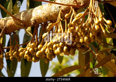 Durianische Blütenknospen (Durio zibethinus), König der Früchte, blühend aus dem Baumzweig. Stockfoto