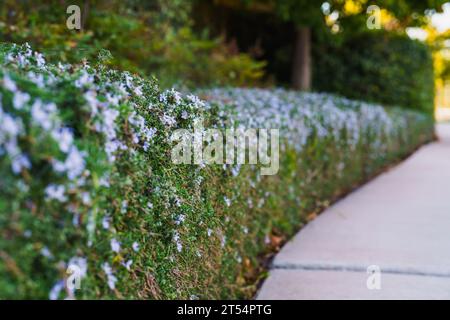 Rosmarinsträucher, die entlang des Fußwegs gepflanzt werden, bilden eine wunderschöne niedrige Hecke. Selektiver Fokus, weiches Licht bei Sonnenuntergang Stockfoto