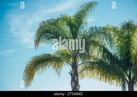 Palmen gegen den bewölkten Himmel. Tropischer Hintergrund mit Blumenmuster und Kopierraum Stockfoto