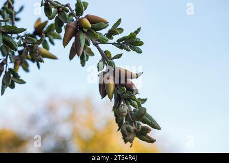 Coast Live Oak (Quercus agrifolia) Samen aus nächster Nähe auf einem Baumzweig. Eiche Eichel Nahaufnahme bei Sonnenuntergang mit blauem Himmel im Hintergrund und einem Kopierraum Stockfoto