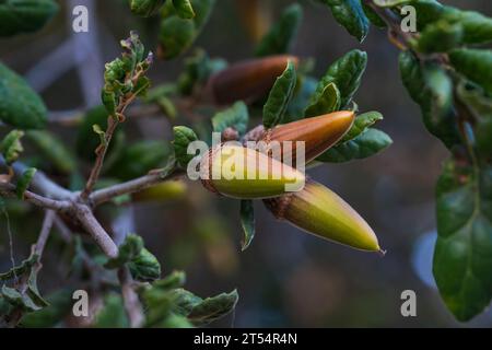 Coast Live Oak (Quercus agrifolia) Samen aus nächster Nähe auf einem Baumzweig. Eichenholz aus nächster Nähe bei Sonnenuntergang Stockfoto