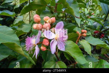 Nahaufnahme einer Gruppe von rosa Blumen und Knospen mit Laubhintergrund von Achiote aka bixa orellana oder Lippenstiftbaum Stockfoto