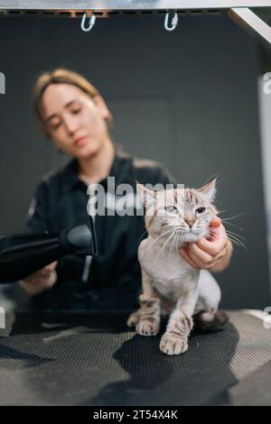 Vertikales Porträt der niedlichen Katze, die nach dem Rasieren und Baden im Friseursalon unter dem Haartrockner trocknet. Haustierfriseur mit professionellem Service Stockfoto