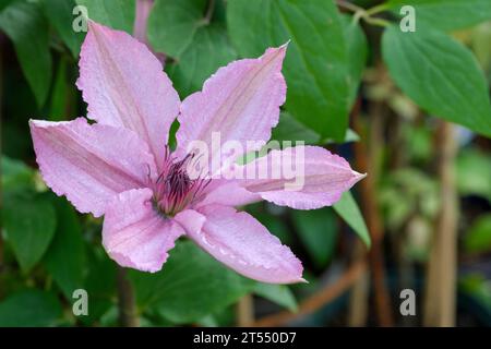 Clematis Hagley Hybrid, Laubkletterer, einzelne, muschelrosa Blüten, tiefrote Antheren Stockfoto