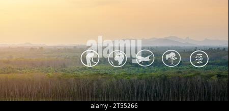 Tourismus und landwirtschaftliche Lernressourcen, Kautschukplantage, Flächenvorbereitung für Kautschukanbau, Panorama Stockfoto