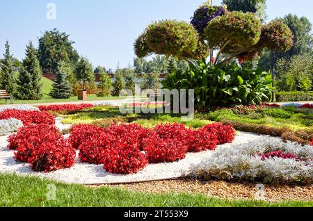 Eine wunderschöne Blumen Begonia und Silver Dust Cineraria Maritima wächst im Stadtgarten. Pflanzen- und Gartenkonzept. Üppig blühende bunte gemeinsame g Stockfoto