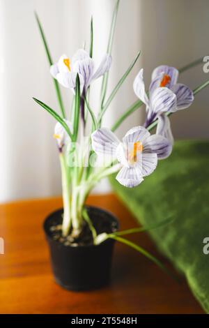 Lila Krokusblüten in einem Topf auf einem braunen Holztisch. Stockfoto