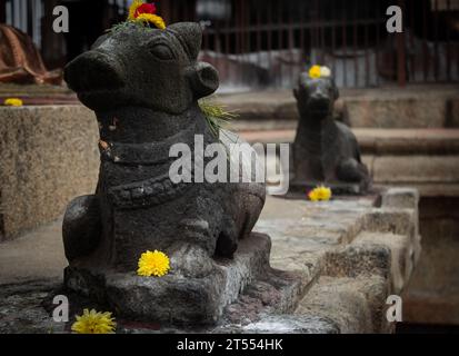 Kleine nandi (Kuh) Statuen im Thanjavur Großen Tempel (auch Thanjai Periya Kovil in tamilischer Sprache genannt). Stockfoto