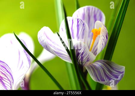 Großaufnahme lila Krokusblüten auf natürlichem grünem Hintergrund. Stockfoto
