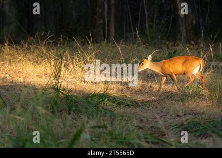 Seitenprofil von bellenden Hirschen muntjac oder indischen muntjac oder roten muntjac oder Muntiacus muntjak ein Geweih in der Wintersaison Abendlicht auf Gesicht und Körper Stockfoto