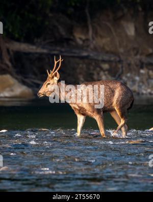 Auffällige männliche Sambar-Hirsche oder rusa-Einfarbige Seitenprofile, die im schnell fließenden Ramganga-Flusswasser im winterlichen Morgenlicht im Dhikala jim corbett Park spazieren Stockfoto