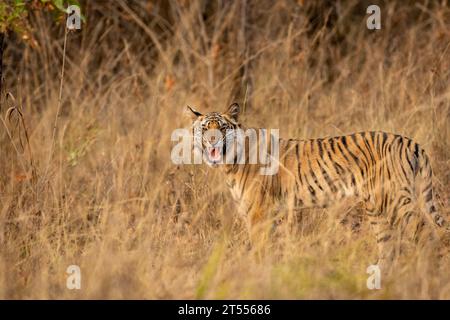 Wilder bengalischer Tiger oder panthera tigris stehend wütend Gesicht Ausdruck Augenkontakt Tarnung im Gras Abendsafari bandhavgarh Nationalpark Stockfoto