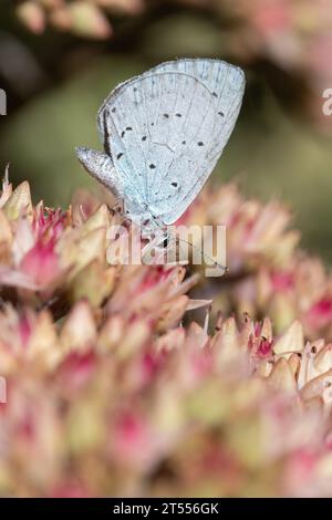 Nahaufnahme eines Stechpalmenblauen Schmetterlings (Celastrina argiolus) auf Sedum „Matrona“ Stockfoto