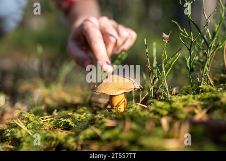 Waldpflanzen, Ökologie, Menschen. Man berührt ihn mit dem Finger, um Pilze zu wachsen. Fürsorgliche Einstellung rettet den Planeten. Stockfoto