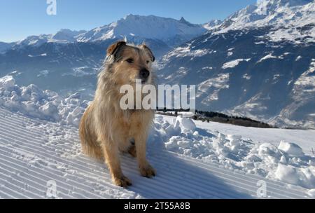 Mühsamer Hund, der auf einem Bergweg sitzt, der von einem Putzmeister im Schnee verfolgt wird Stockfoto