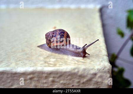 Eine rote Schnecke mit einer Muschel, die nach Regen an einer Betonmauer krabbelt Stockfoto