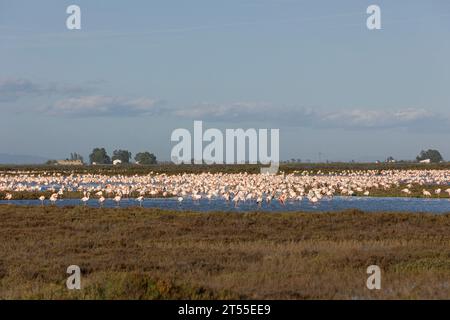 Flamingos im Naturpark Ebro Delta, Tarragona, Katalonien, Stockfoto