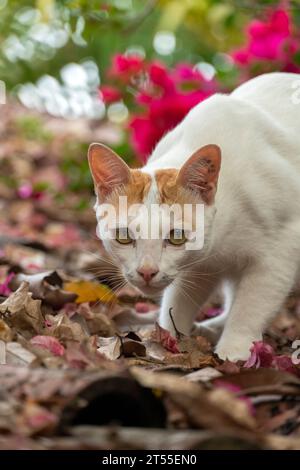 Eine junge Katze auf der Suche nach Nahrung Stockfoto