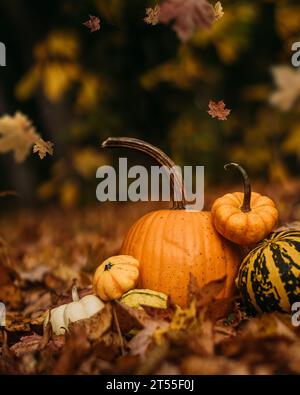 Kürbisse, die im Herbst auf dem Boden angeordnet sind, umgeben von Stockfoto