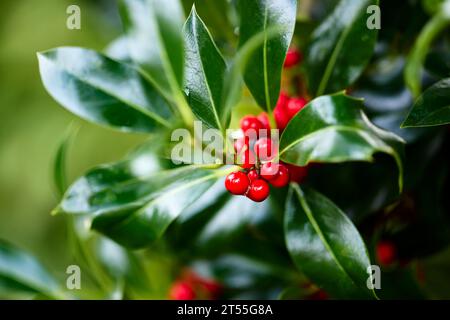 Rote Beeren auf einem Stechpalmenstrauch Stockfoto