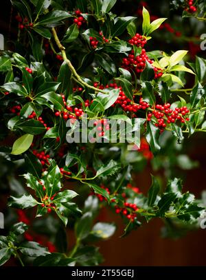 Rote Beeren auf einem Stechpalmenstrauch Stockfoto