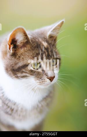 Süßes, junges Katzen-Porträt im Freien. Nahaufnahme, selektiver Fokus. Stockfoto