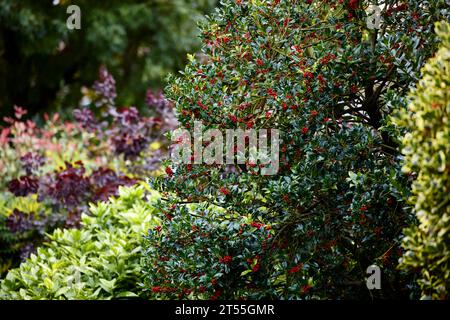 Stechpalme bush Stockfoto