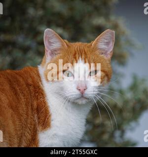 Wunderschönes braunes und weißes Streunkatzenporträt Stockfoto