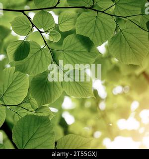 Grüne Blätter in der Natur im Frühling Stockfoto