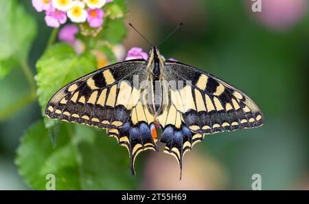 Dorsale Nahaufnahme eines Schmetterlings-Schwalbenschwanz (Papilio machaon) - Zentrum Menorcas Stockfoto